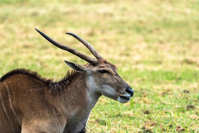 The image showcases an Eland Antelope resting on a green field. Its long, curved horns and sleek coat are highlighted against the blurred grassy background