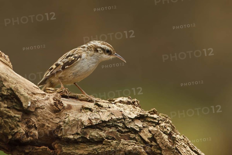 Short-toed Treecreeper (Certhia brachydactyla), Utrecht, Netherlands