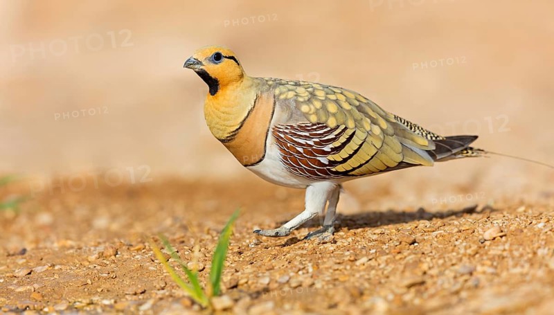 Pintail Sandgrouse, Pterocles alchata, Israel