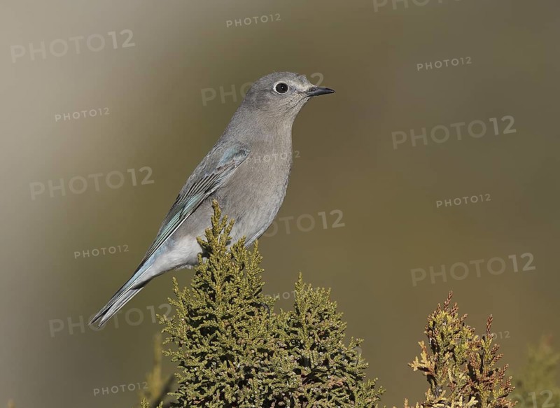 Mountain Bluebird (Sialia currucoides), New Mexico, USA