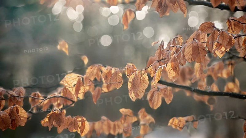 Autumnal beech leaves (fagus) on branches in soft light with blurred backgrounds, winter hike on the Rennsteig, Thuringian Forest nature park Park