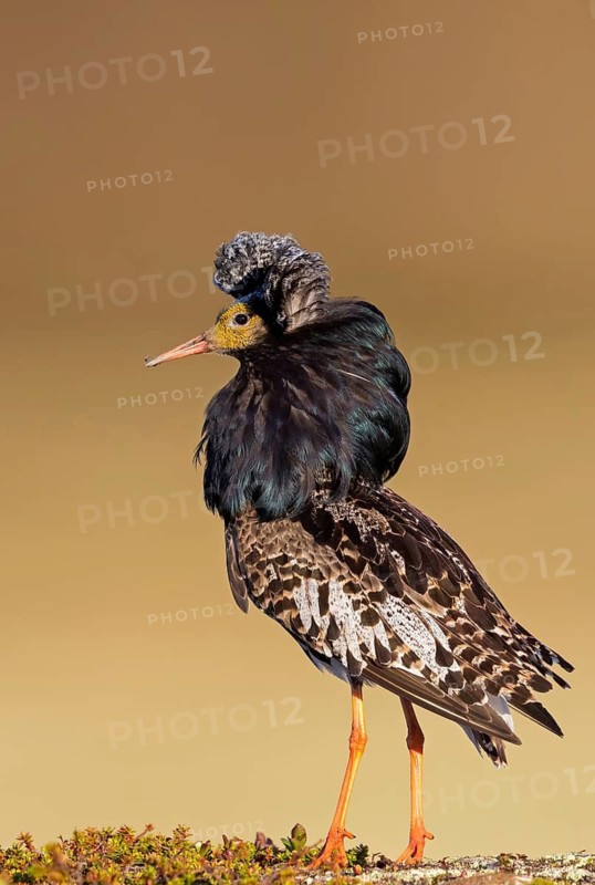 Kampfläufer, Ruff, Philomachus pugnax, Combattant varié, Chevalier combattant, Combatiente