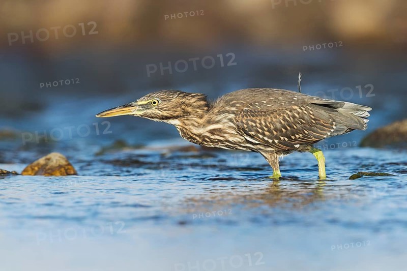 Striated Heron (Butorides striata) juvenile hunting, Eilat, Israel