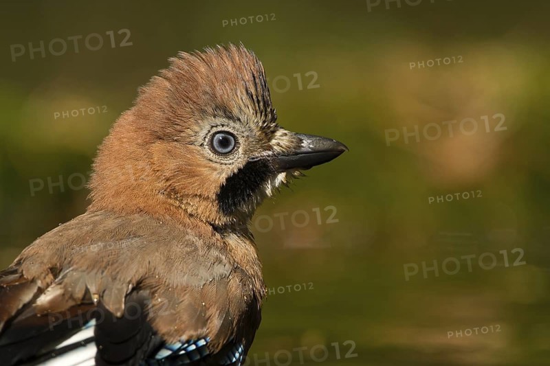 Eurasian Jay (Garrulus glandarius), Utrecht, Netherlands
