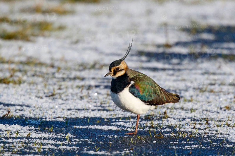 Northern Lapwing (Vanellus vanellus), Netherlands