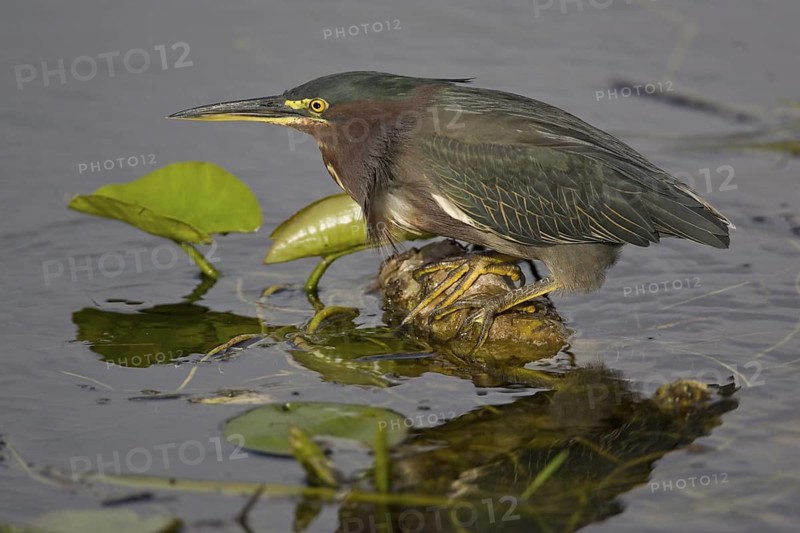 Grünreiher (Butorides virescens) Green Heron