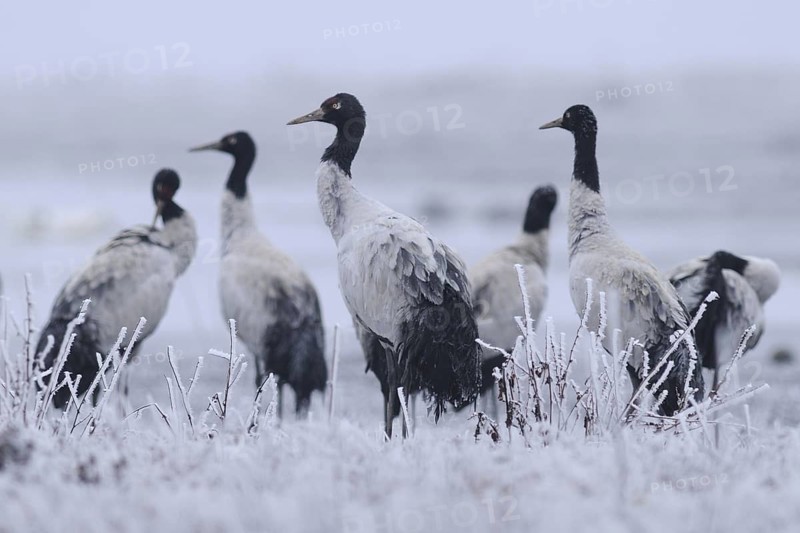 Black-necked Crane (Grus nigricollis), Dashanbo, China