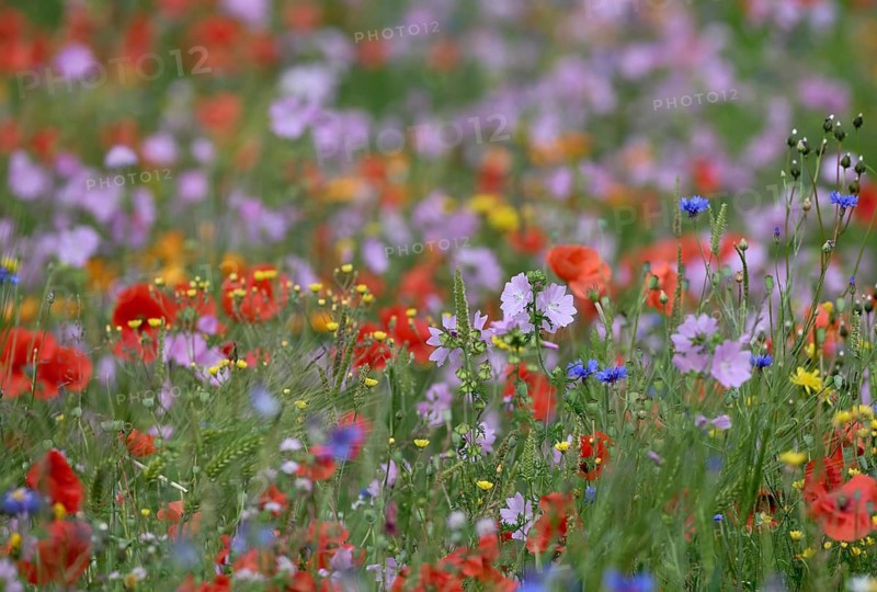 Species-rich colourful flowering meadow with musk mallow (Malva moschata) and poppy (Papaver rhoeas), Lower Rhine, North Rhine-Westphalia, Germany