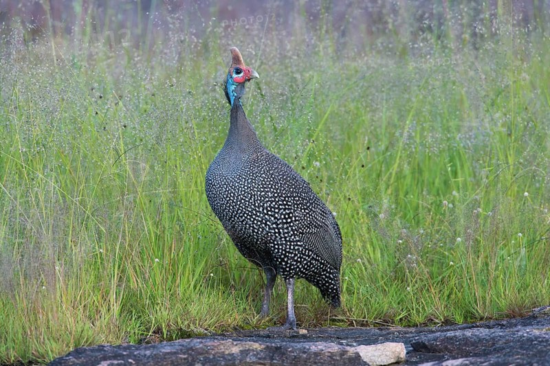 Helmeted Guineafowl (Numida meleagris), Serengeti, Tanzania