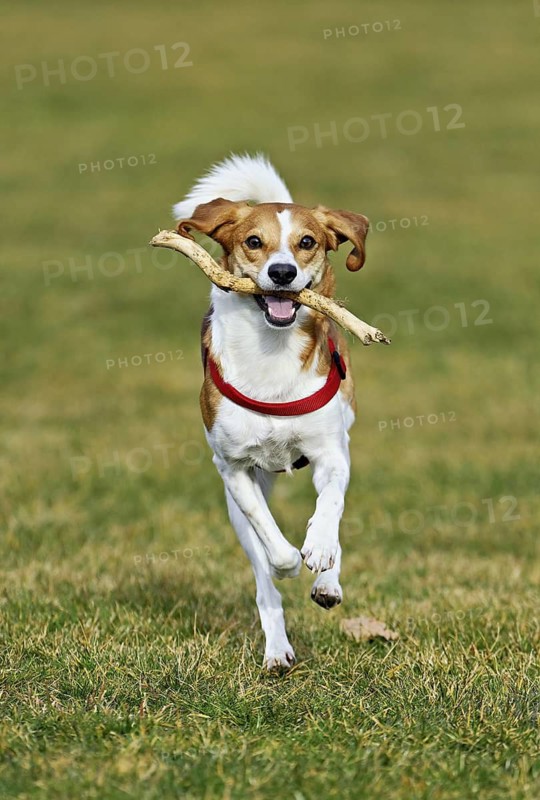Beagle with branch in mouth jumps across meadow, Switzerland