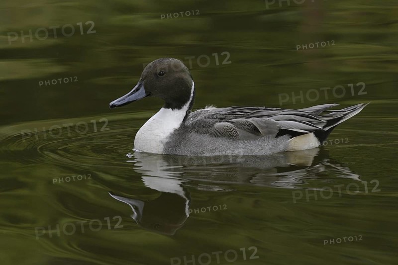 Northern Pintail (Anas acuta) male, Arizona, USA