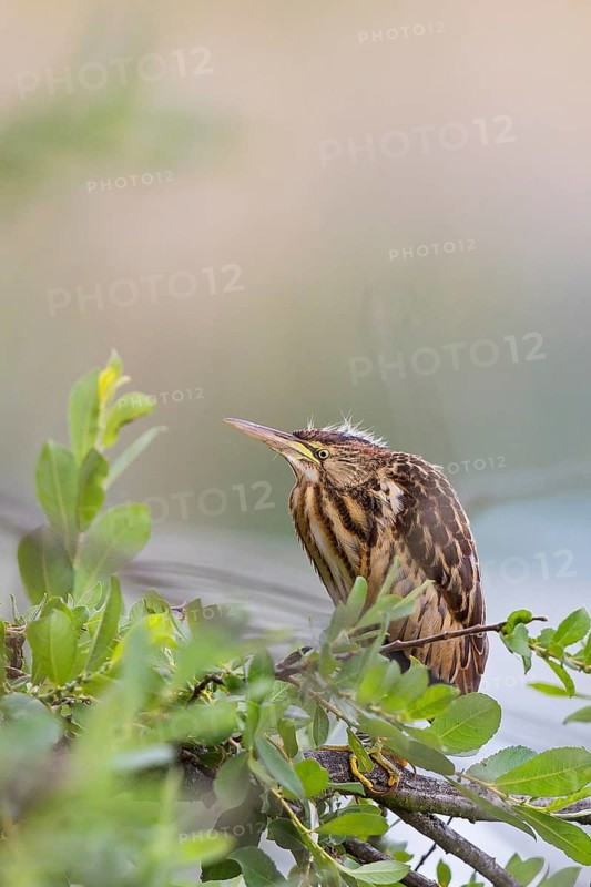 Little Bittern (Ixobrychus minutus) juvenile, Baden-Wuerttemberg, Germany