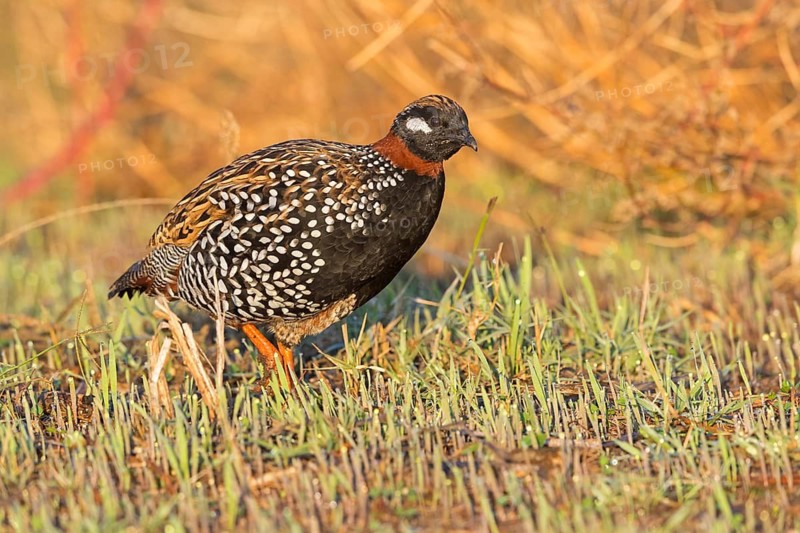 Halsbandfrankolin, Black Francolin, Black Partridge, Francolinus francolinus, Francolin noir, Francolín Ventrinegro