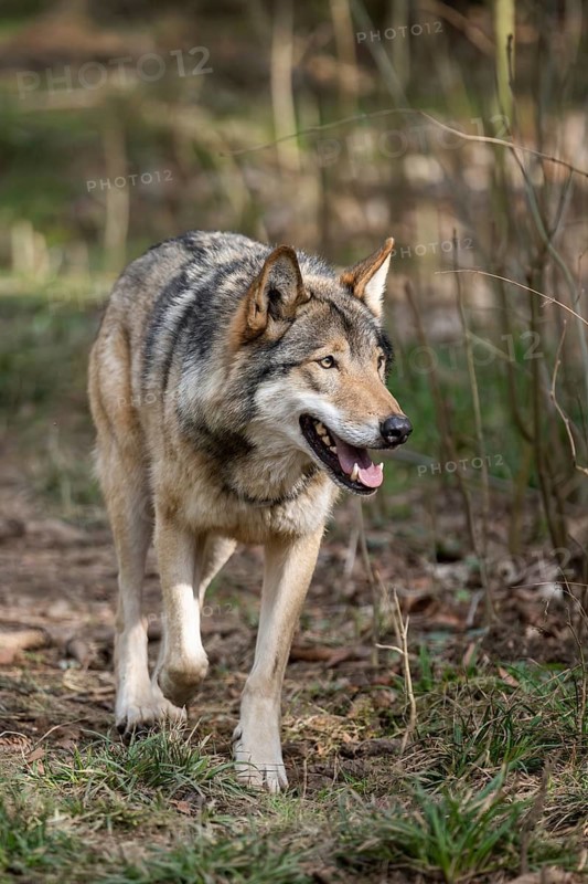 Eurasian wolf (Canis lupus lupus) standing in a forest, Bavaria, Germany