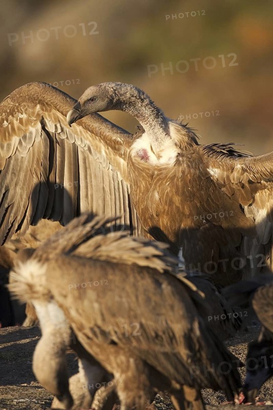 Griffon Vulture (Gyps fulvus), Madrid, Spain