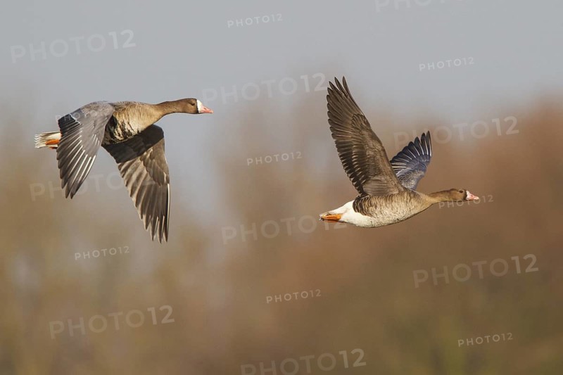 Greater White-fronted Goose (Anser albifrons) juvenile and adult flying, North Rhine-Westphalia, Germany