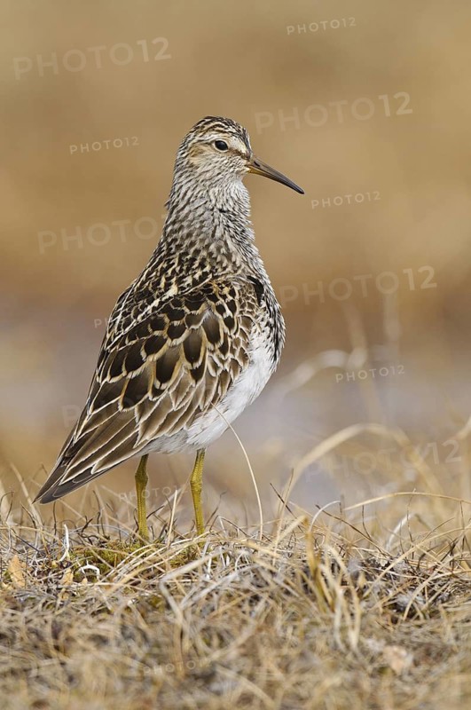 Pectoral Sandpiper (Calidris melanotos), Alaska, USA