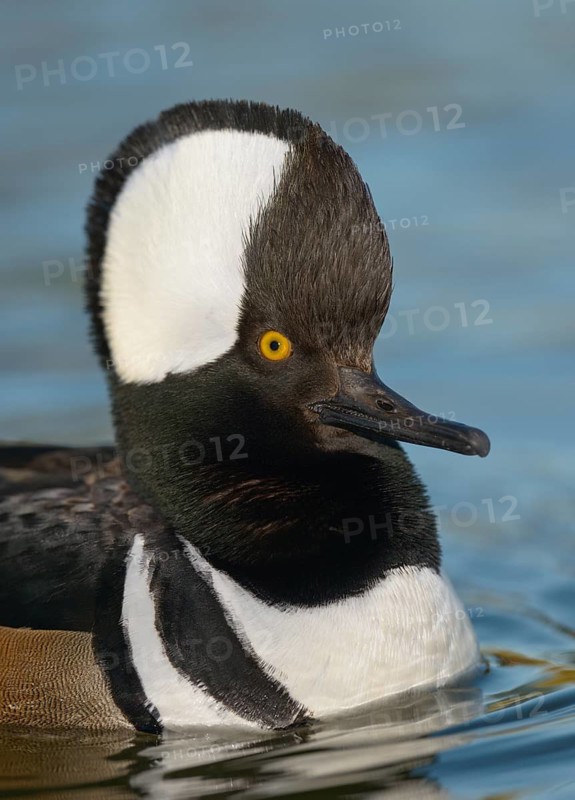 Hooded Merganser (Lophodytes cucullatus) male, Arizona, USA