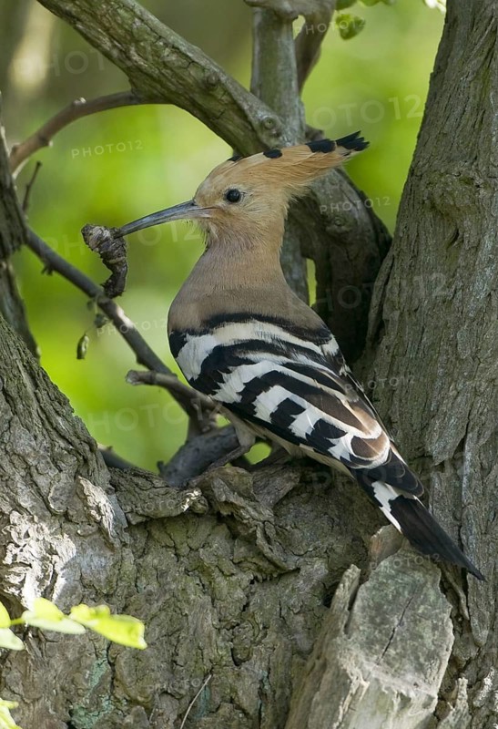 Eurasian Hoopoe (Upupa epops), Brandenburg, Germany