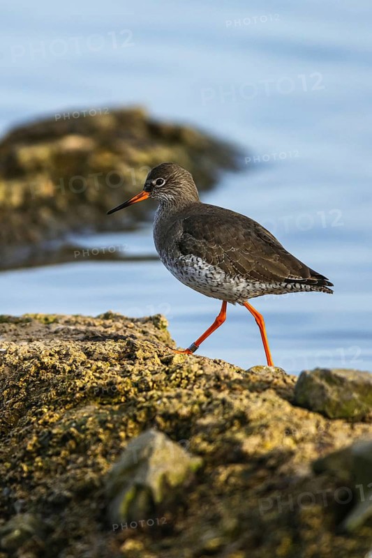 Common Redshank, Tringa totanus on winter time
