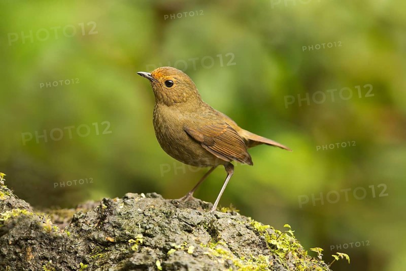White-browed Shortwing (Brachypteryx montana) female, Yunnan, China
