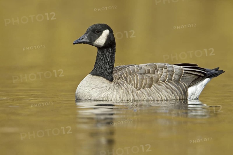 Canada Goose (Branta canadensis), British Columbia, Canada