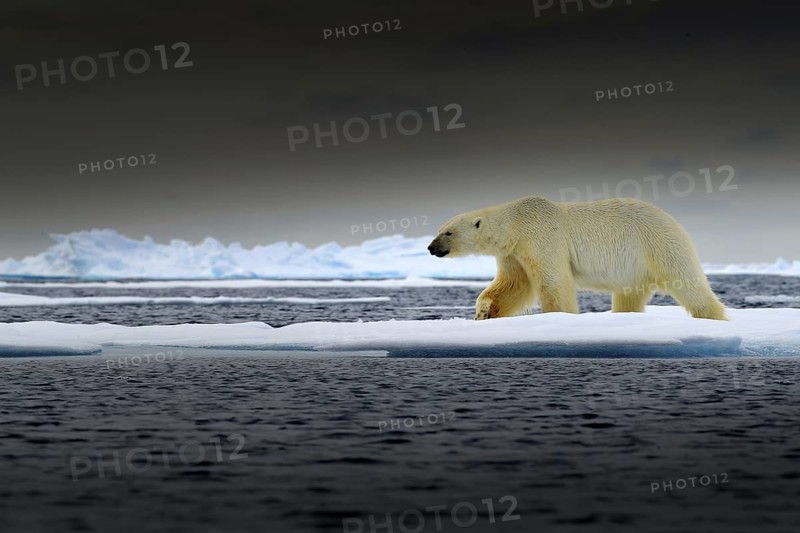 Polar bear on drift ice edge with snow and water in Norway sea. White animal in the nature habitat, Europe. Wildlife scene from nature. Dangerous bear walking on the ice, beautiful evening sky