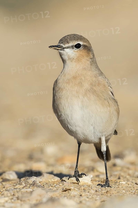 Isabelline Wheatear (Oenanthe isabellina), Negev, Israel