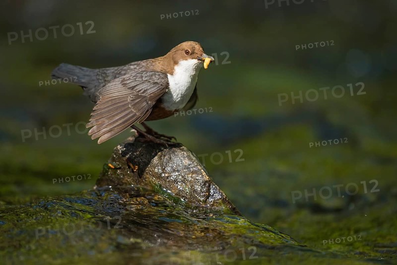 White-throated Dipper (Cinclus cinclus) with food in its beak, North Rhine-Westphalia, Germany