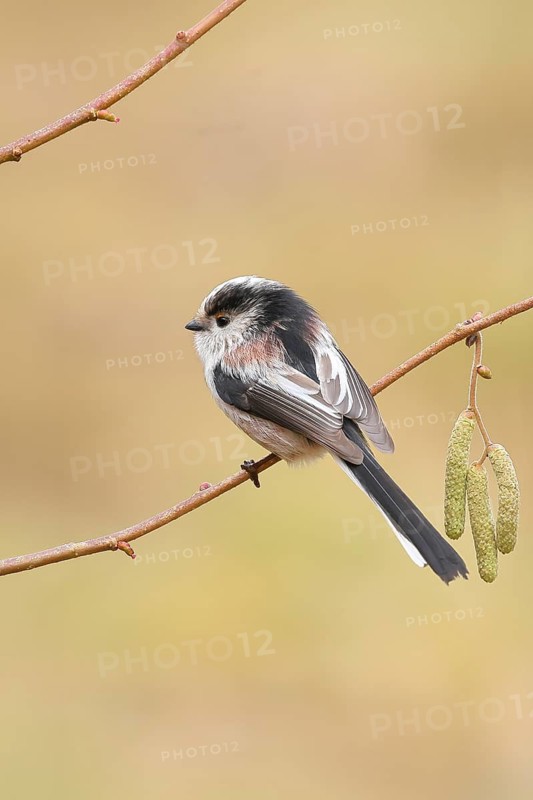 Long-tailed Tit (Aegithalos caudatus) sitting on the branch of a hazelnut (Corylus avellana), Wildlife, Animals, Birds, Tits, Siegerland, North Rhine-Westphalia, Germany