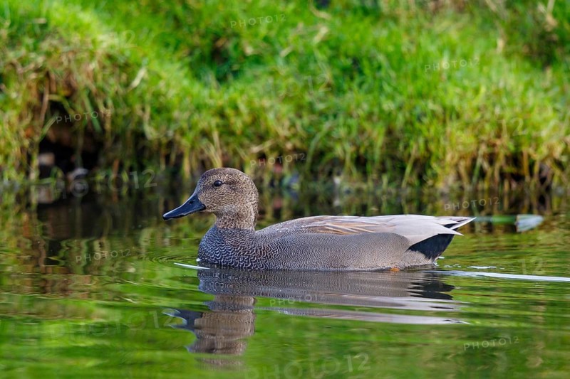 Gadwall (Mareca strepera) male, Netherlands