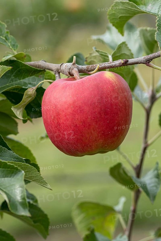 Apple (Malus domestica 'Winterzauber'), Bayerische Landesanstalt für W, Germany