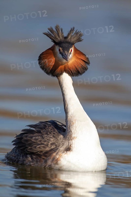 Great crested grebe (Podiceps cristatus) adult bird on a lake, England, United Kingdom