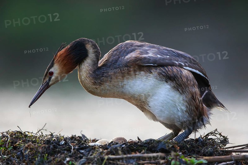 Great Crested Grebe (Podiceps cristatus) at nest, North Rhine-Westphalia, Germany