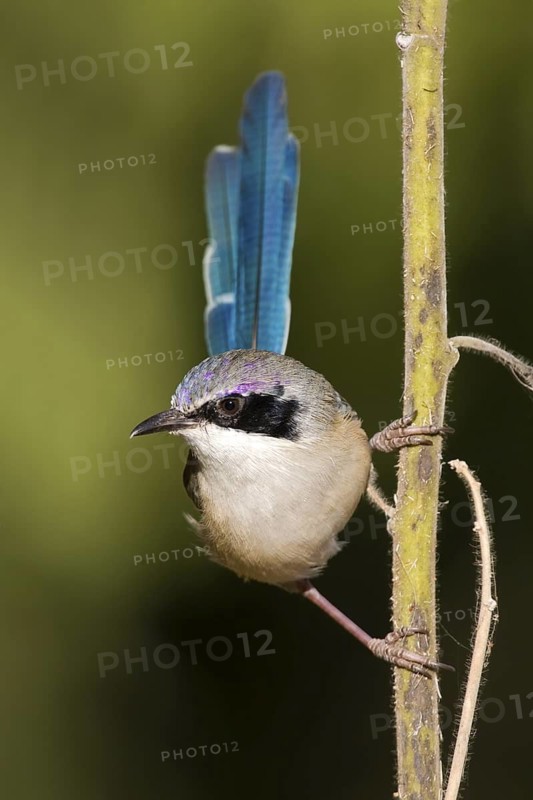 Purple-crowned Fairywren (Malurus coronatus) male, Western Australia, Australia