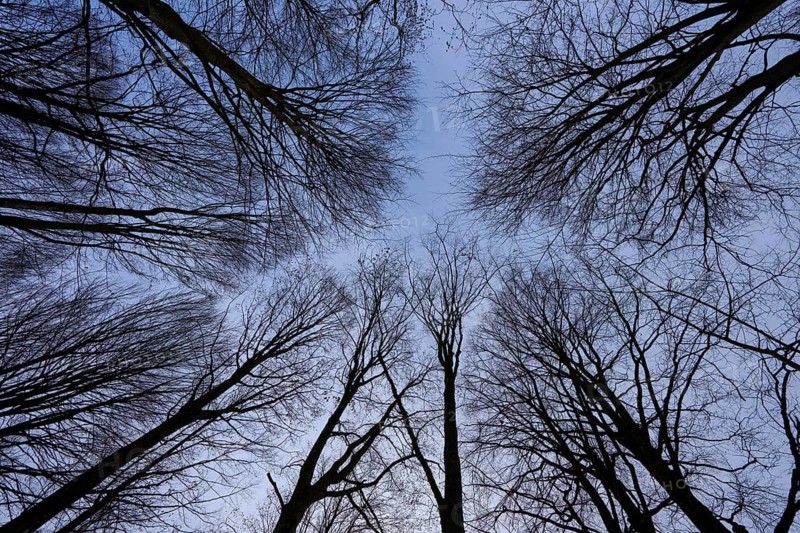 Branches form a geometric pattern against a calm sky, enclosure, Neuschönau, Bavarian Forest National Park, Bavaria, Germany