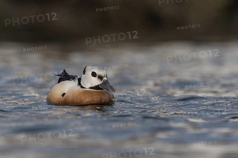 Steller's Eider (Polysticta stelleri) male, Varanger, Norway