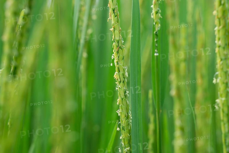 Close-up of vibrant green rice stalks with delicate grains and blooms.