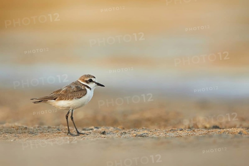Kentish Plover (Charadrius alexandrinus), Spain