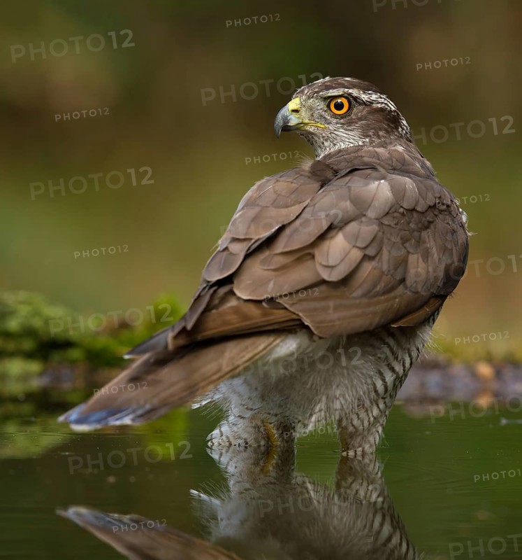 Northern Goshawk (Accipiter gentilis) male, Utrecht, Netherlands