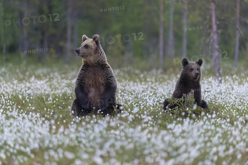 Eurasian Brown Bear (Ursus arctos) mother with cub sitting in cottongrass, Finland