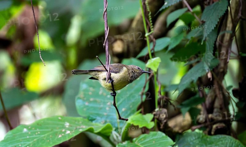 Olive-bellied Sunbird (Cinnyris chloropygius), female sitting on a branch, Mgahinga Gorilla National Park, Western Region, Uganda