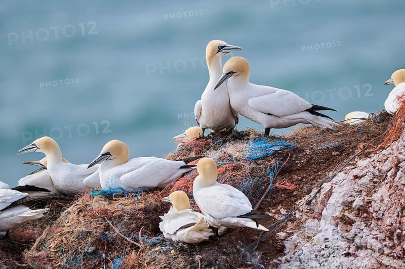 Northern gannet (Morus bassanus) greet each other with their beaks in the colony, at sunset, wildlife, Helgoland, Germany