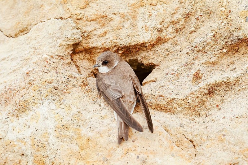 Sand martin (Riparia riparia) at the breeding tube, Schleswig-Holstein, Germany