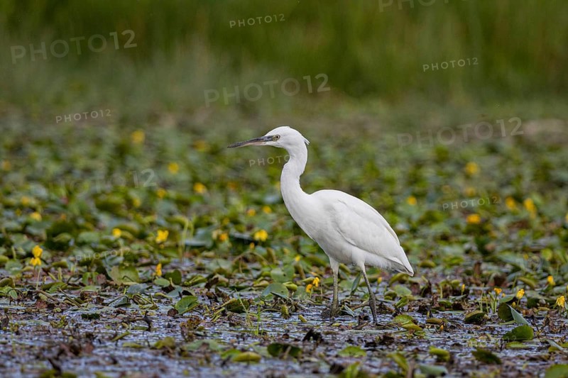Little Egret (Egretta garzetta) Hungary