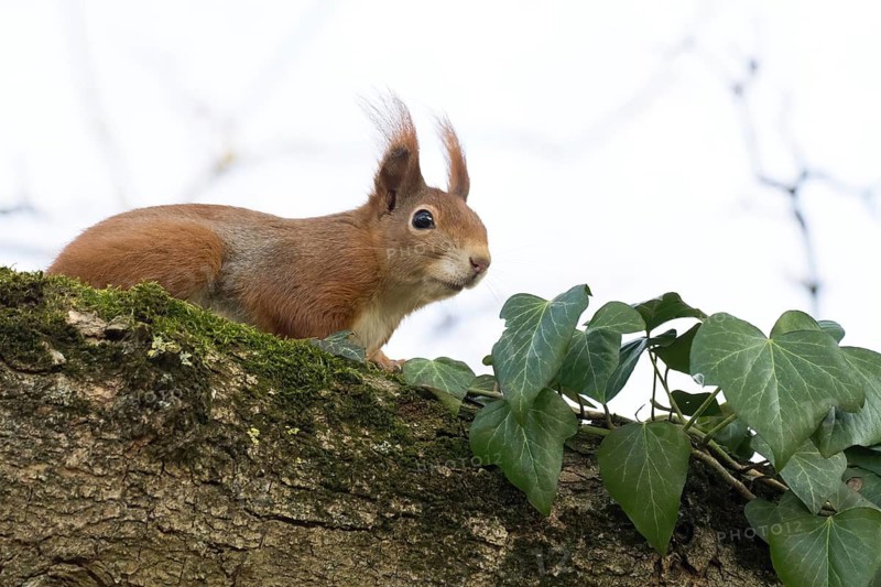 A squirrel (Sciurus vulgaris) sitting on a mossy branch overgrown with ivy, Hesse, Germany