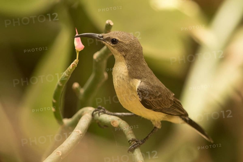 Beautiful Sunbird (Cinnyris pulchellus) female, Gambia
