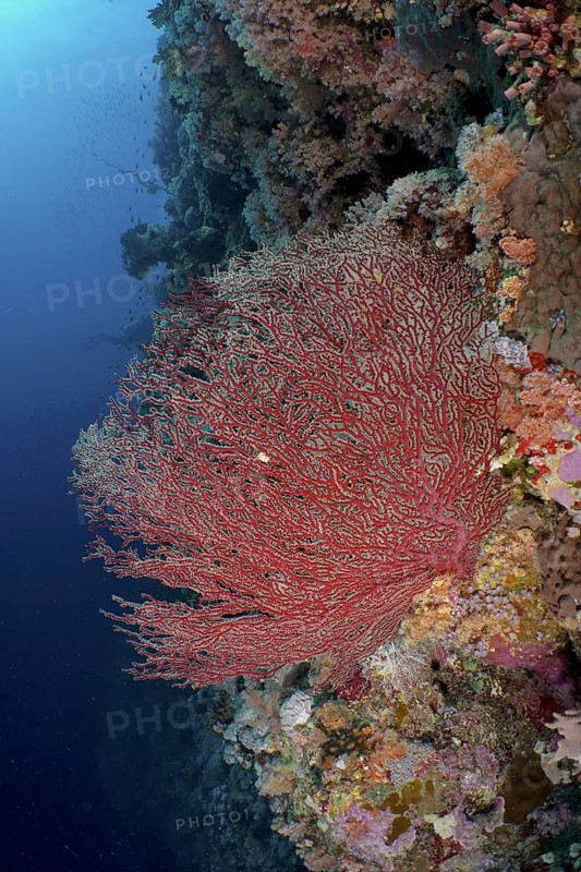Red knot coral (Acabaria biserialis)