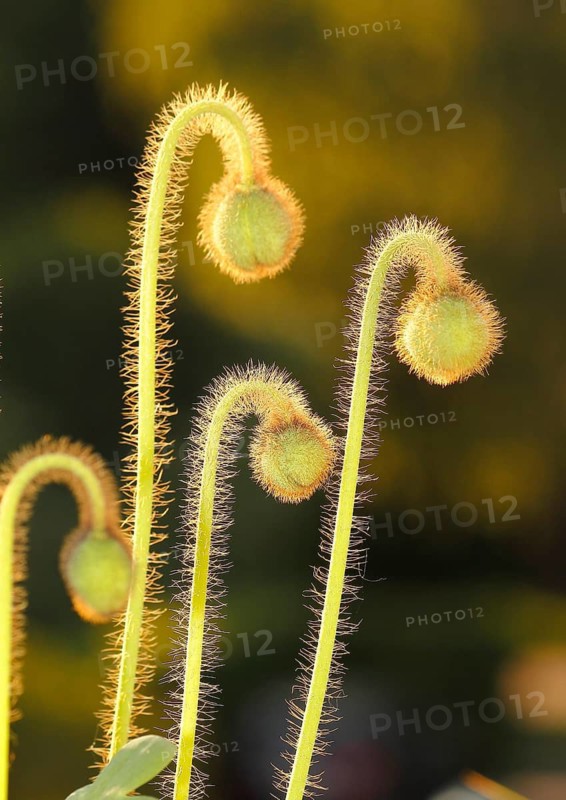 Iceland poppy (Papaver nudicaule), buds, in the evening light, North Rhine-Westphalia, Germany