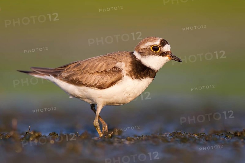 Little Ringed Plover (Charadrius dubius) foraging in the mud, Poland
